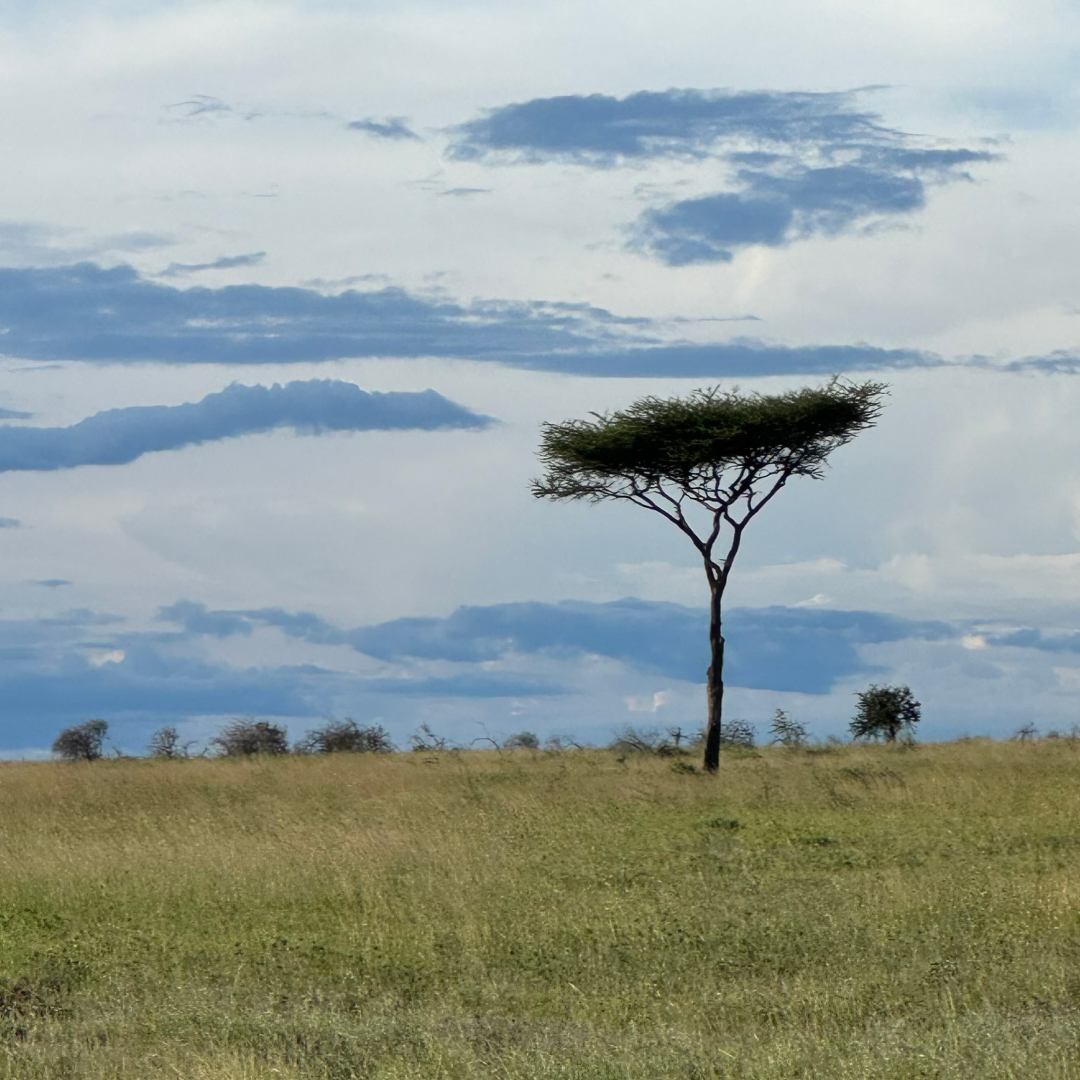 Image of African landscape