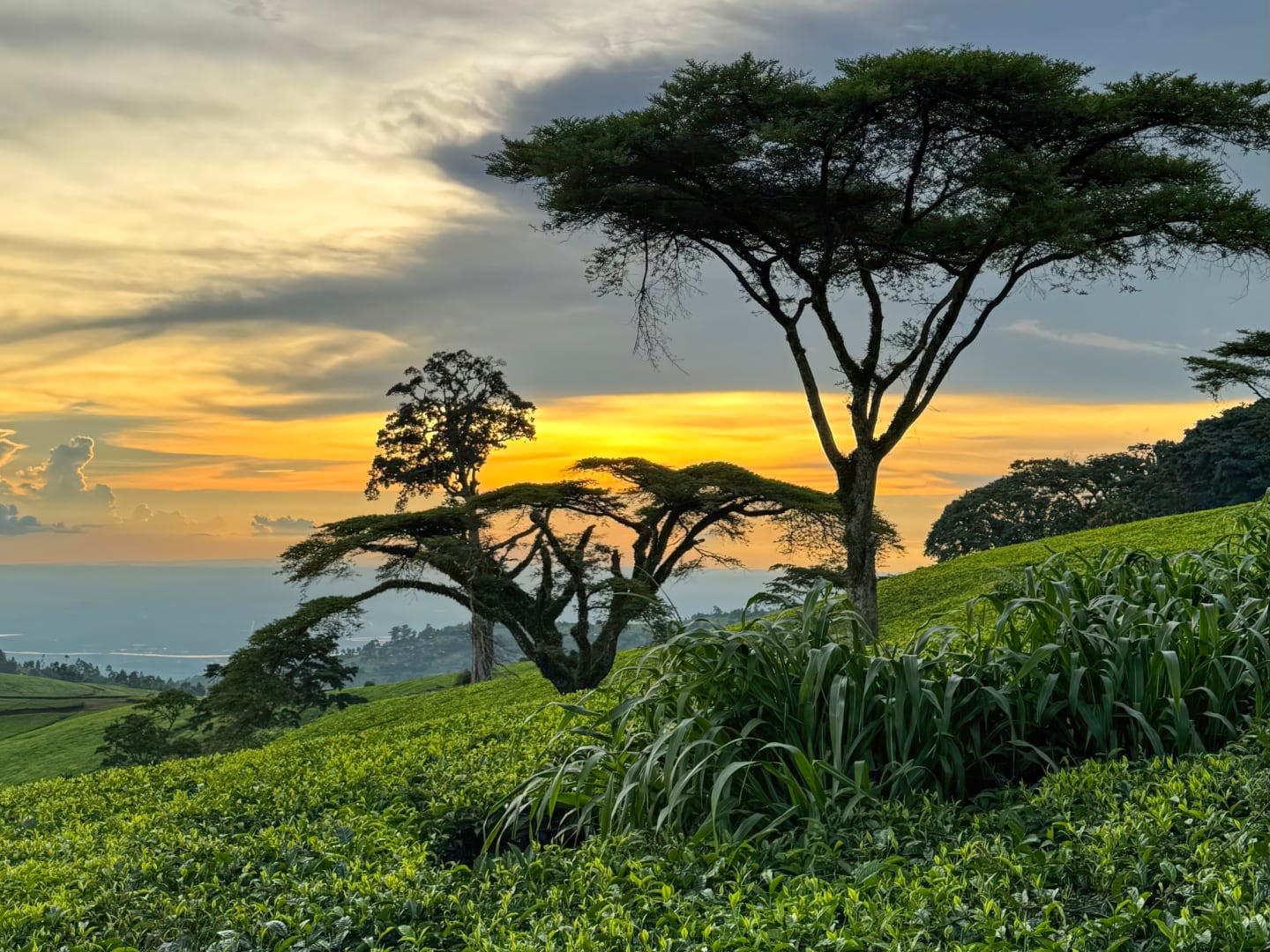 Trees in a field against the backdrop of a valley and the setting sun