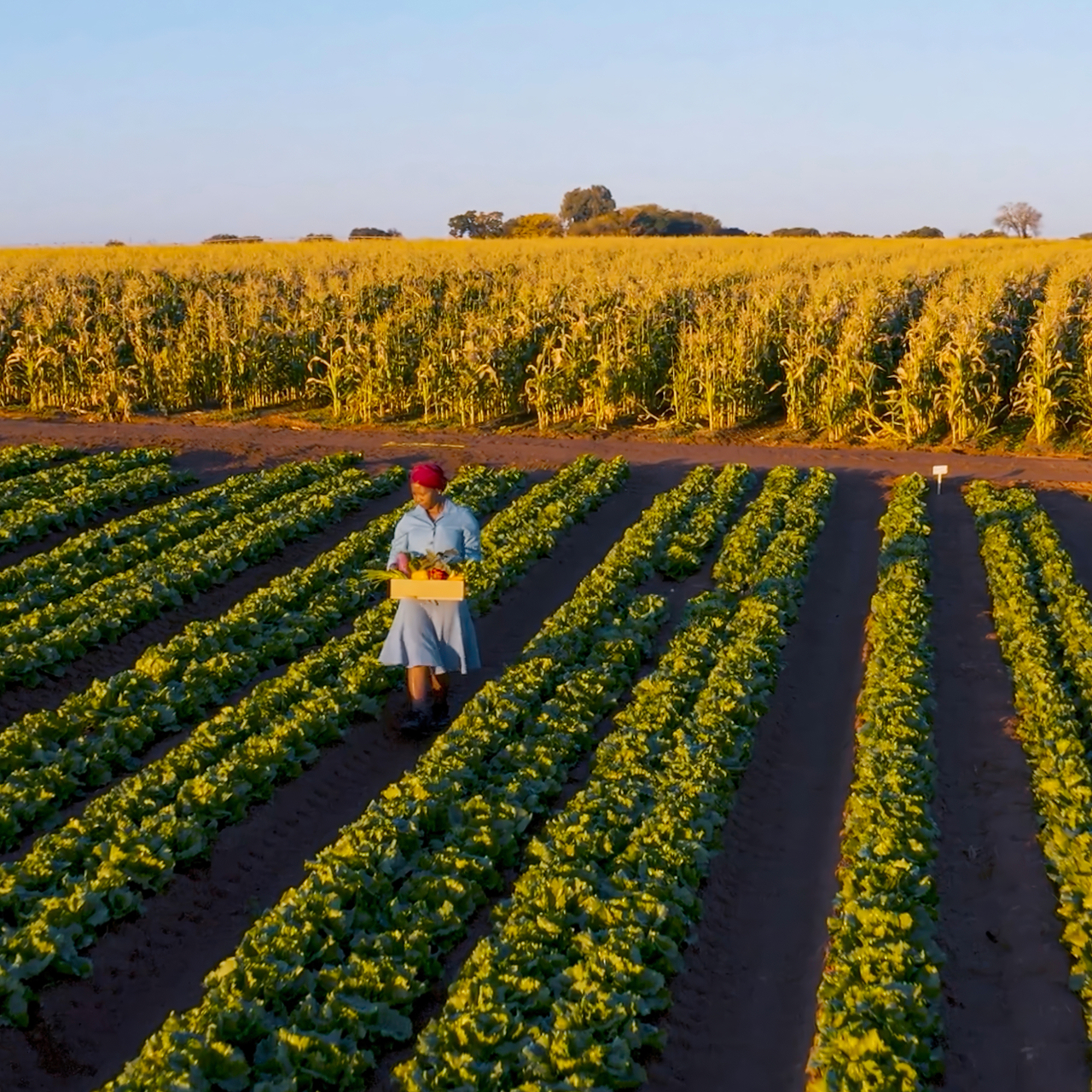 Woman walking through a field holding a box of vegetables