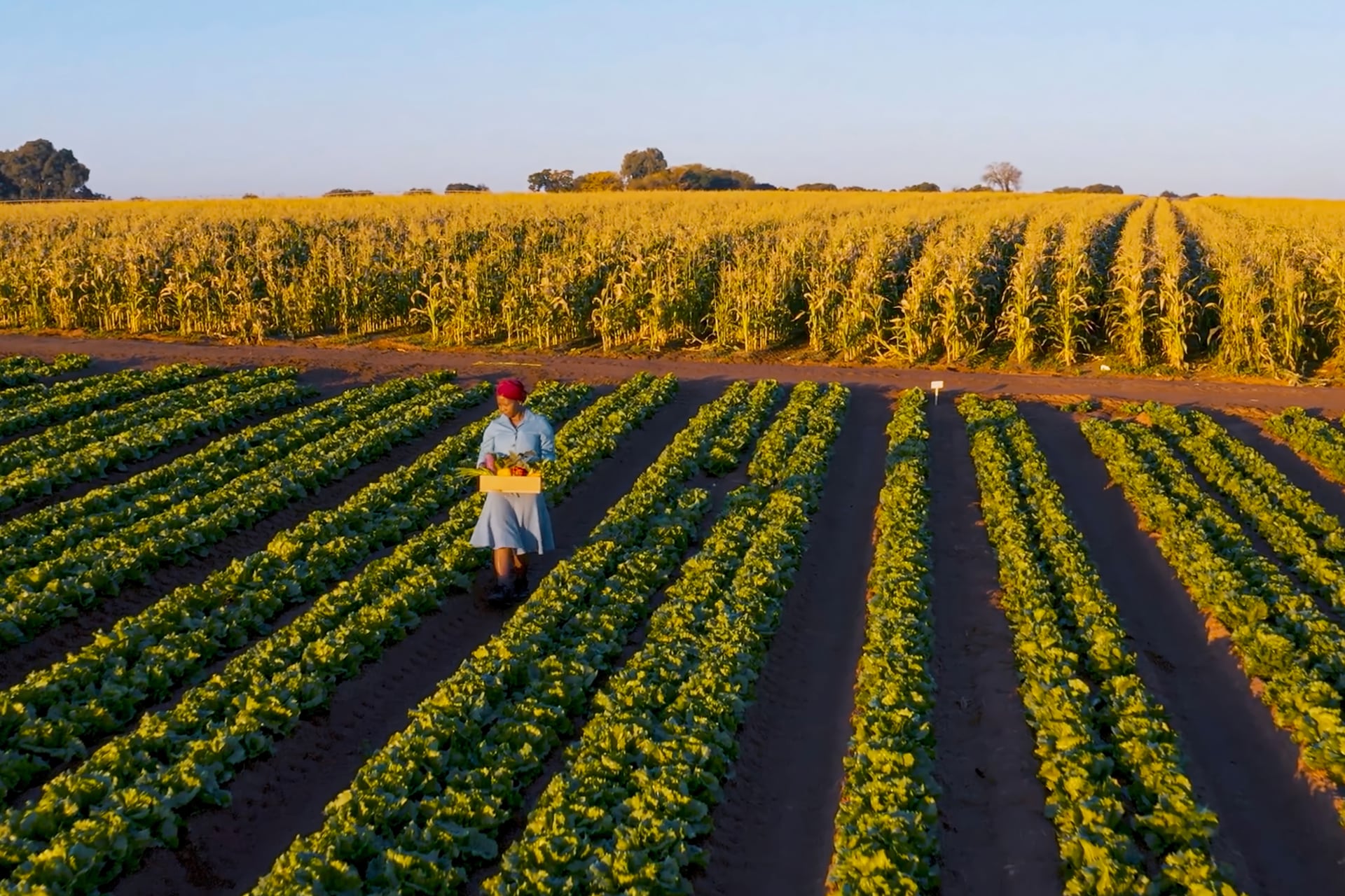 Woman walking through a field holding a box of vegetables